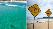 Sydney shark drone scrutiny after close call at Curl Curl Beach