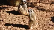 Melbourne Zoo $2 parking cap under threat in new master plan